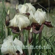 Iris elegantissima Igdir