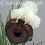 Iris elegantissima Horassan