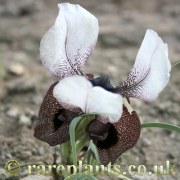 Iris elegantissima