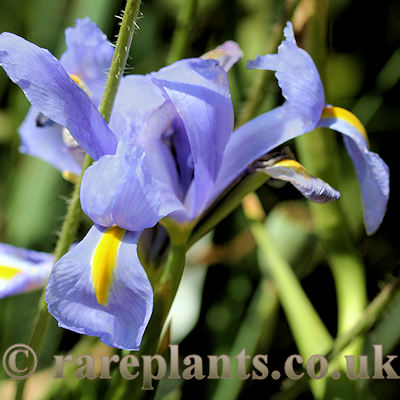 Iris filifolia