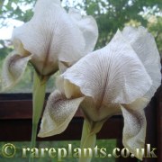 Iris gatesii