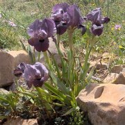 Iris haynei