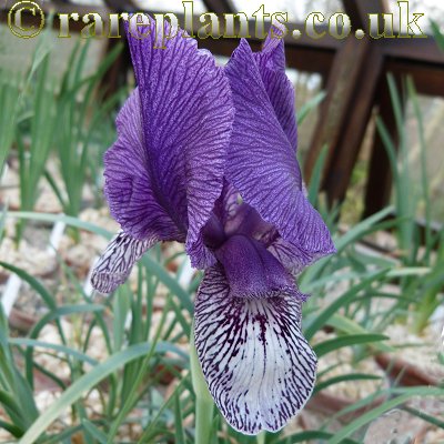 Iris iberica Blue