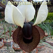 Iris iberica elegantissima Yerevan