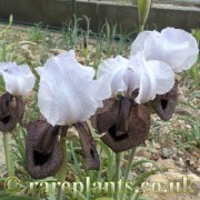 Iris iberica rustavi