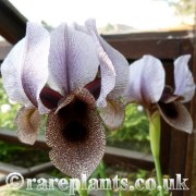 Iris kirkwoodii Archibald