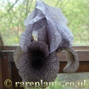 Iris kirkwoodii kirkwoodii (Blackthorn)