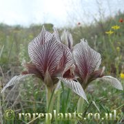 Iris lineolata