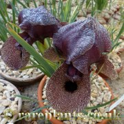 Iris lycotis Tizh Tizh