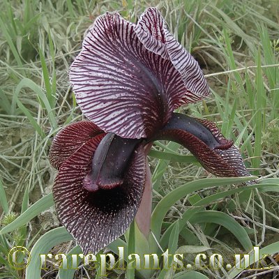 Iris lycotis Yeraskh