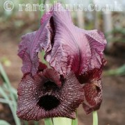 Iris lycotis