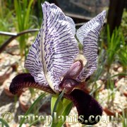 Iris medwedewii
