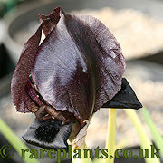 Iris nigricans