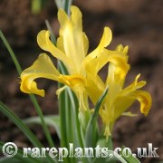 Iris orchioides Marguerit