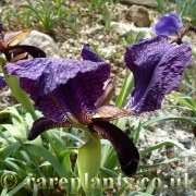 Iris paradoxa Archut
