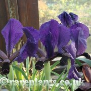 Iris paradoxa Sevan