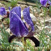 Iris paradoxa Tovuz