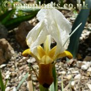 Iris paradoxa mirabilis