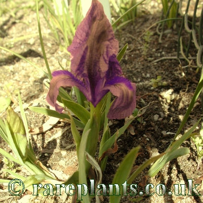 Iris reichenbachii purple