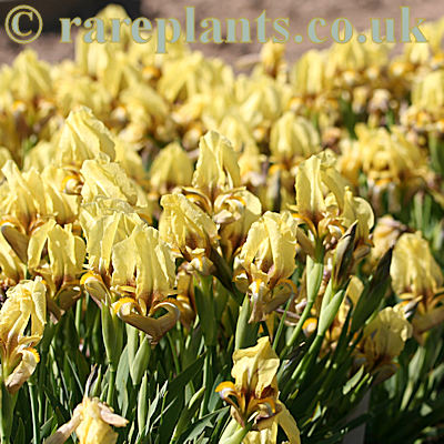 Iris reichenbachii