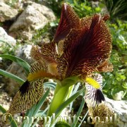 Iris sari Bronze