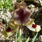 Iris sari form 2