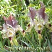 Iris sari lupina