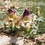 Iris sari manissadjianii