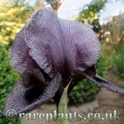 Iris sofarana