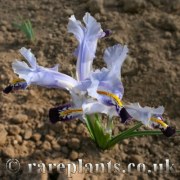 Iris stenophylla allisonii