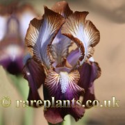 Iris stolonifera Trajanus