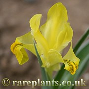 Iris svetlanae