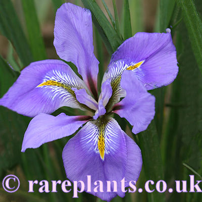 Iris unguicularis Tlemcen