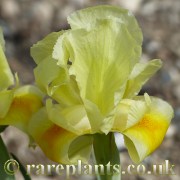 Iris barnumae urumiensis