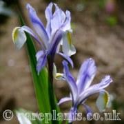 Iris vicaria Morgiana