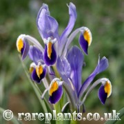 Iris warleyensis
