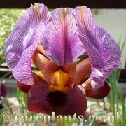 Iris yeruchamensis