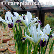 Iris zetterlundii