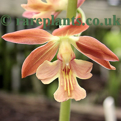 Calanthe Kozu Orange