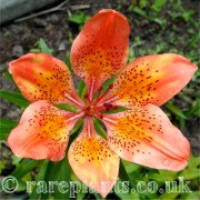 Lilium dauricum rebunense