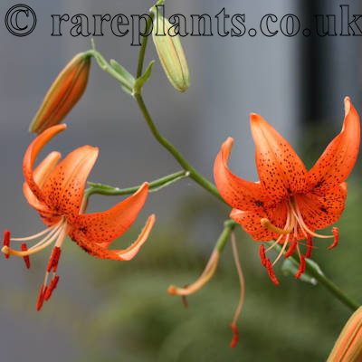 Lilium davidii