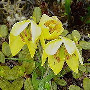 Lilium euxanthum