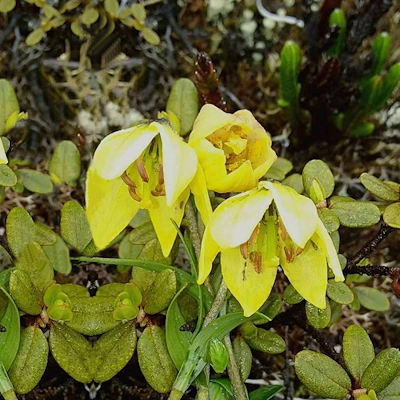 Lilium euxanthum