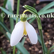 Galanthus Mother Goose