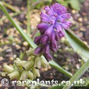 Muscari massayanum Erzincan