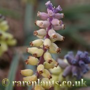 Muscari muscarimi Yellow Selection