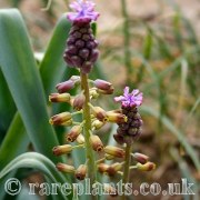 Muscari spreitzenhoferi