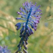 Muscari tenuiflorum