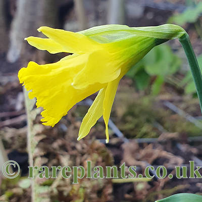Narcissus Bowles Early Sulphur