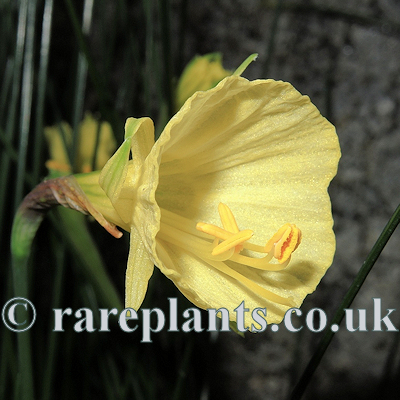 Narcissus albicans